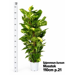 EPIPR AUREUM