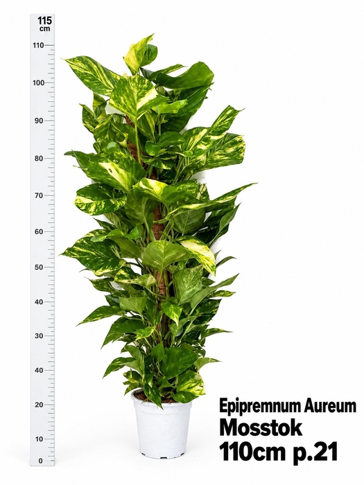 <h4>EPIPR AUREUM</h4>