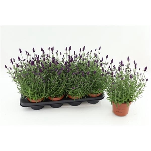 Lavandula angustifolia 'Hidcote'