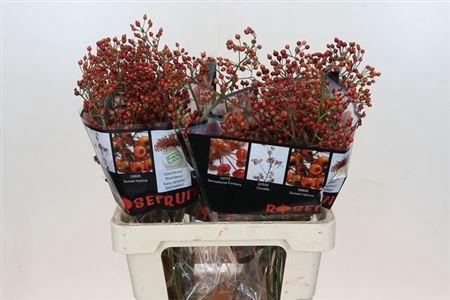 <h4>Rosa Ouverture 60cm</h4>