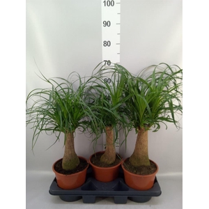 Beaucarnea recurvata