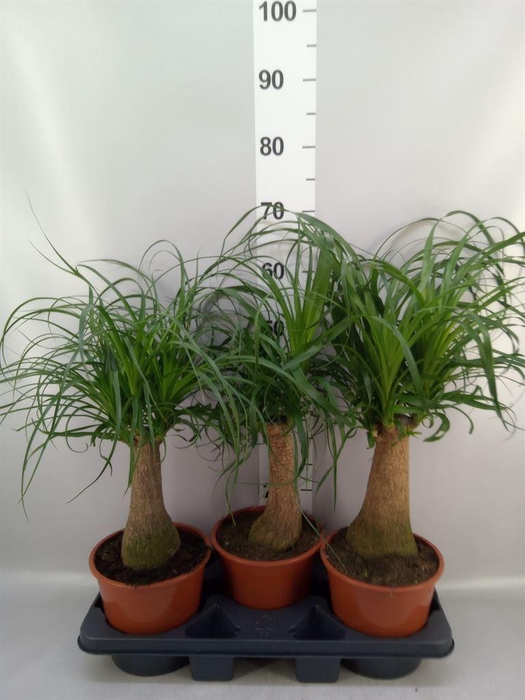 <h4>Beaucarnea recurvata</h4>