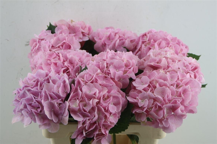 <h4>Hydr. M Force Pink 60-18</h4>