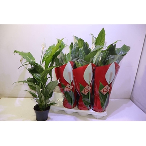 arr8 Spath Sweet Chico