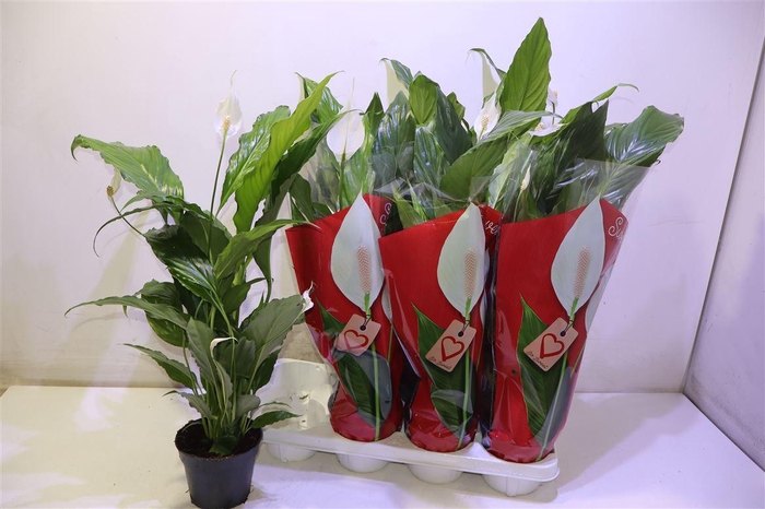 <h4>arr8 Spath Sweet Chico</h4>