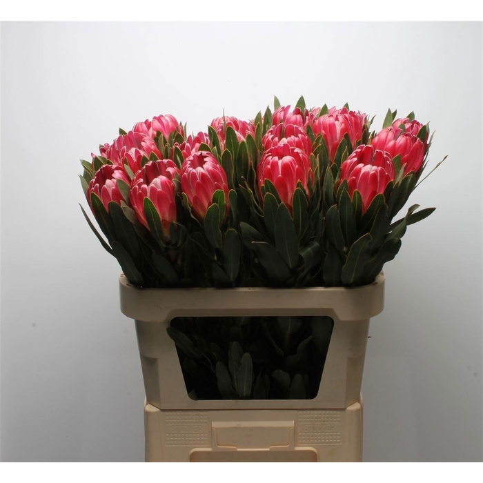 <h4>PROTEA BRENDA</h4>