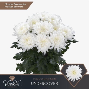 Chr g Undercover