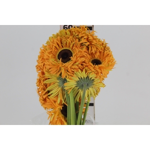 GERBERA SPIDER BAMBU < 050 CM > 10 CM DIAM