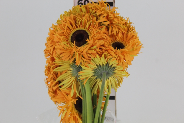 GERBERA SPIDER BAMBU < 050 CM > 10 CM DIAM