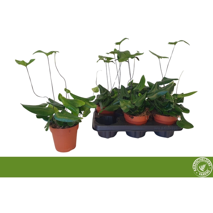 <h4>HEMIONITIS ARIFOLIA</h4>