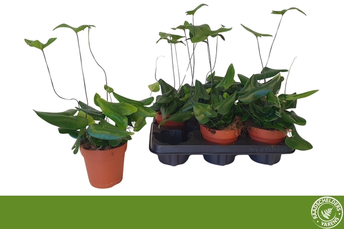 <h4>HEMIONITIS ARIFOLIA</h4>