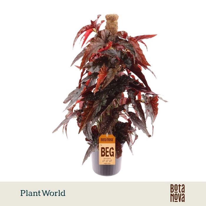 <h4>Begonia Black Forrest Mosstok</h4>