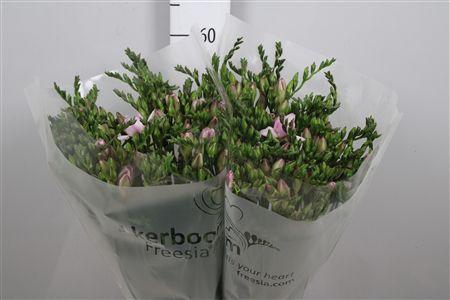 <h4>Fr Du Honeymoon</h4>