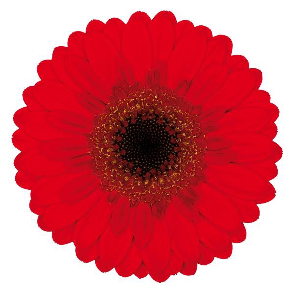 <h4>GE MI NIRVANA</h4>