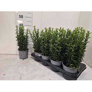 EUONYMUS JA GR SPIRE