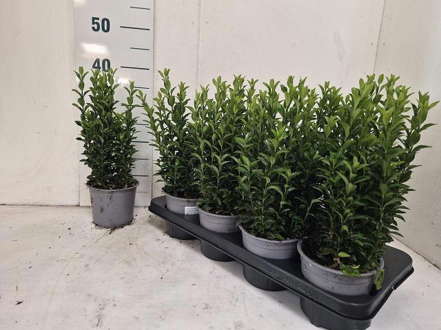 <h4>EUONYMUS JA GR SPIRE</h4>