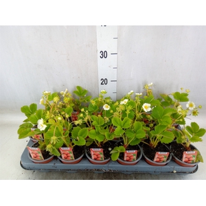 Fragaria   ...