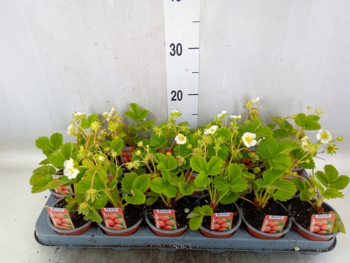 <h4>Fragaria   ...</h4>