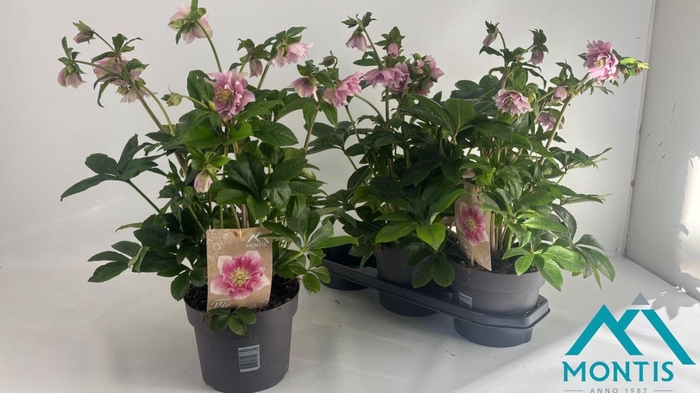 <h4>HELL ORIENTALIS</h4>