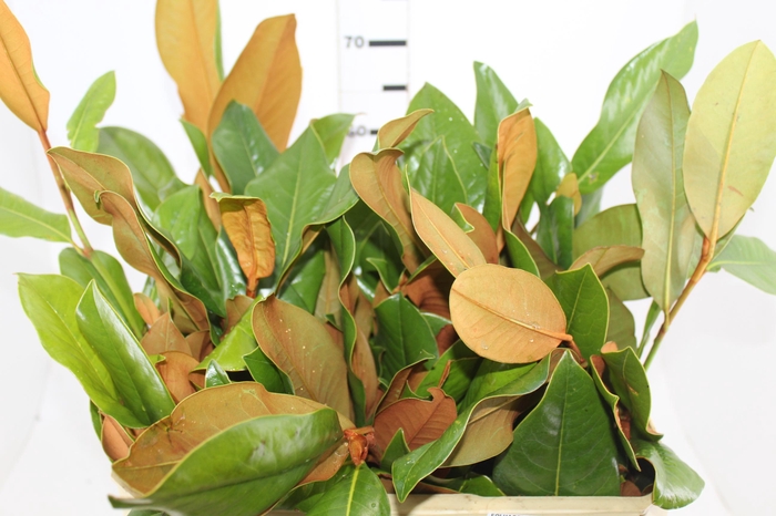 <h4>FOLHAGEM MAGNOLIA</h4>