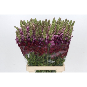 Antirrhinum Potomac Red