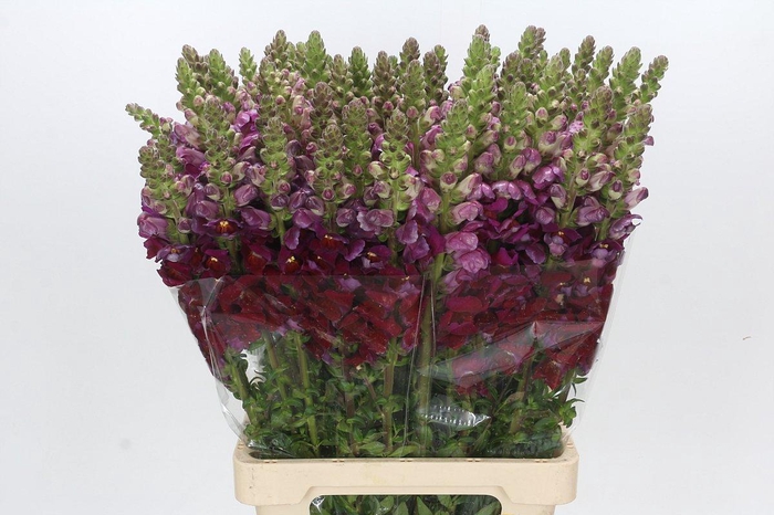 <h4>Antirrhinum Potomac Red</h4>
