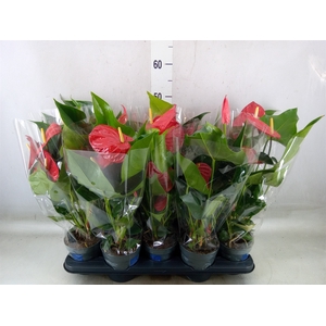 Anthurium andr. 'Karma Red'