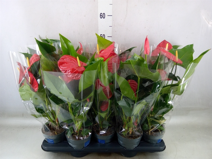 <h4>Anthurium andr. 'Karma Red'</h4>