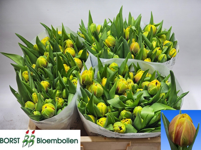 <h4>TU DU VUELTA</h4>