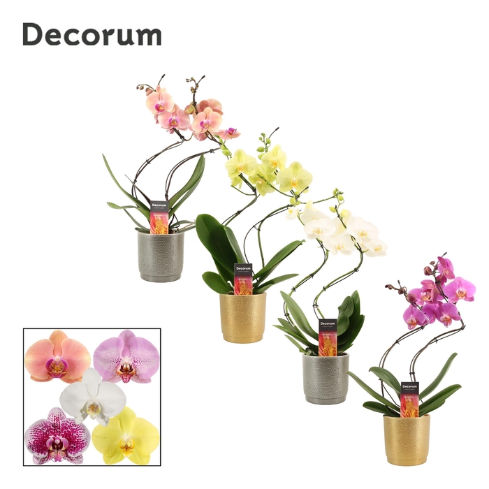 <h4>Phal Hurricane Gemengd 2 Tak Keramiek Gabriël</h4>