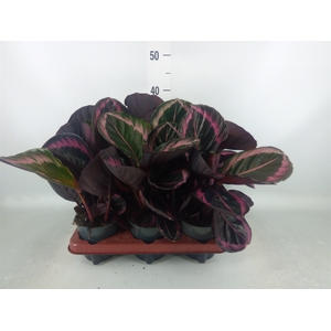 Calathea roseopicta 'Dottie'