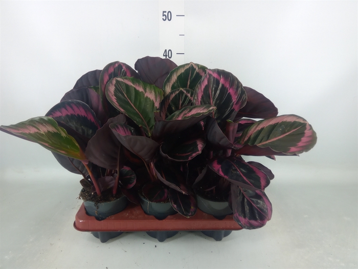 <h4>Calathea roseopicta 'Dottie'</h4>