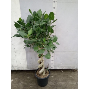 Ficus benghalensis 'Audrey'
