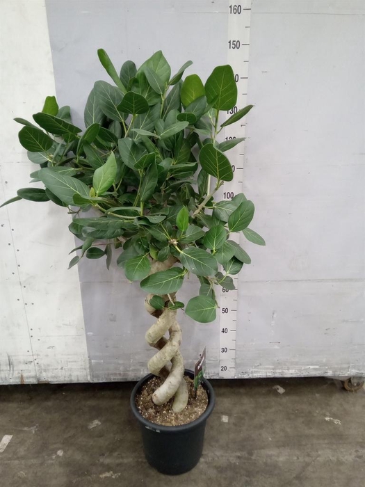 <h4>Ficus benghalensis 'Audrey'</h4>