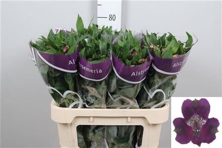 <h4>Alstr Carline</h4>