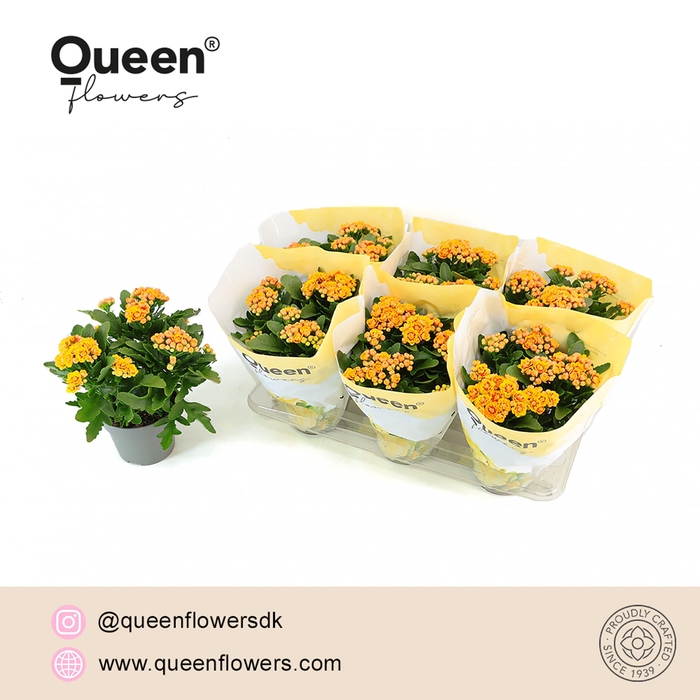 <h4>Kalanchoe Lausanne Geel/Rood P14 Queen</h4>