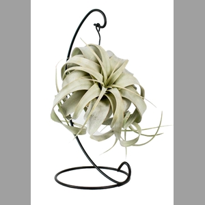 TILLANDSIA XEROGRAPH