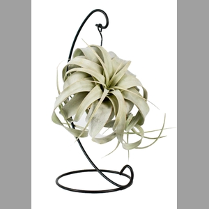 TILLANDSIA XEROGRAPH