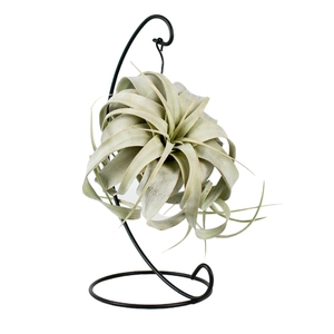 TILLANDSIA XEROGRAPH