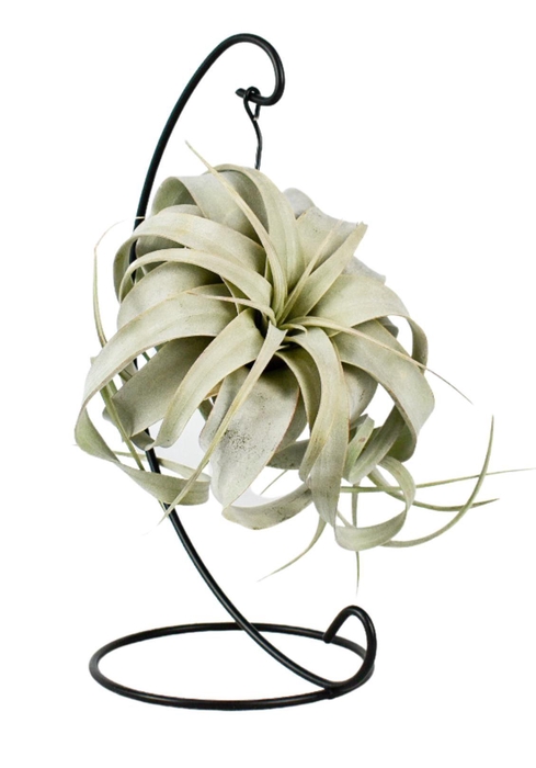 <h4>Tillandsia King xero hanger</h4>