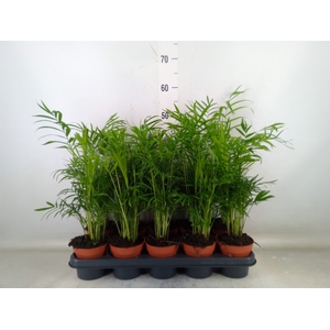 Chamaedorea elegans