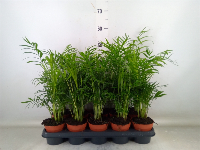<h4>Chamaedorea elegans</h4>