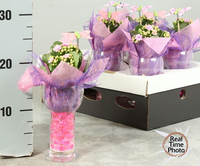 <h4>ARR KAMERPL</h4>