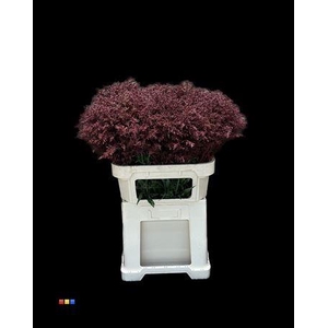 Solidago Bordeaux 80cm