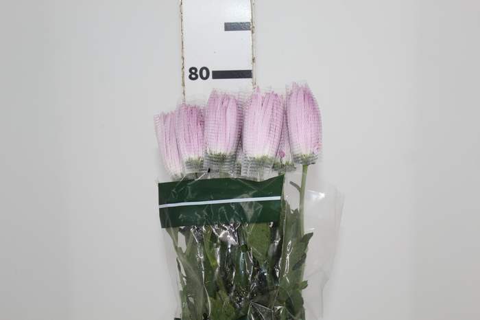 <h4>ANASTASIA ROSE 080 CM LILAS</h4>