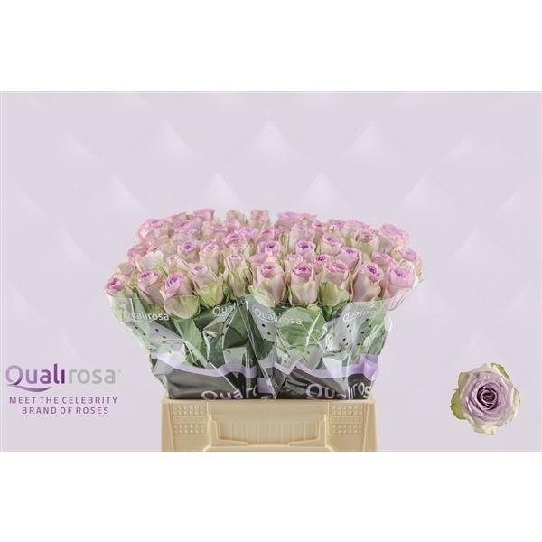 <h4>R Gr Lullaby</h4>