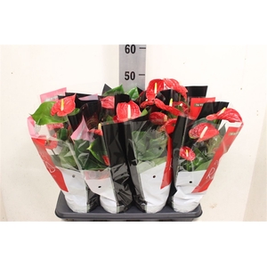 Anthurium Andreanum Grp Madural