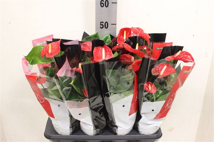 <h4>Anthurium Andreanum Grp Madural</h4>
