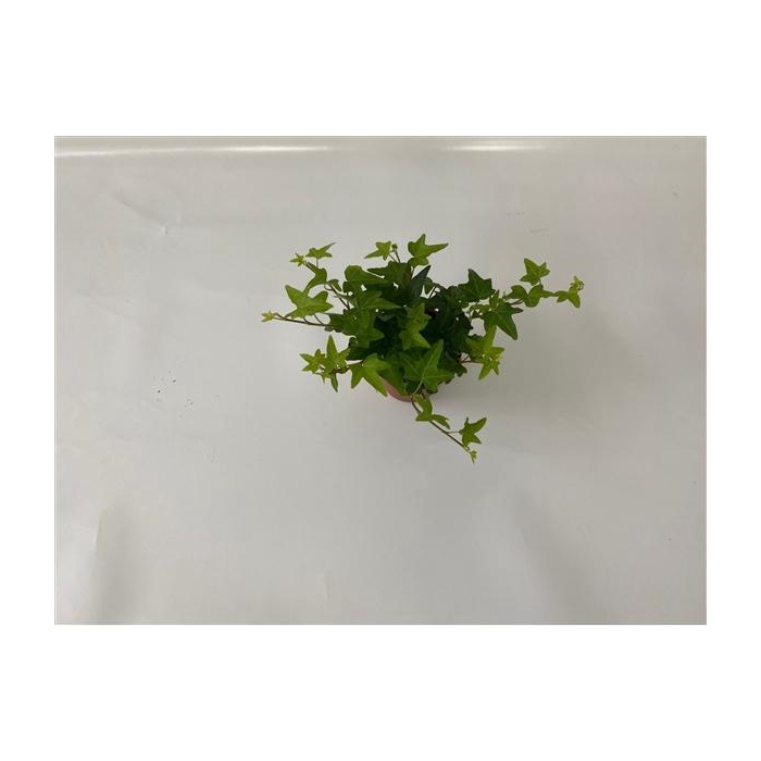 <h4>Jacobine 8,5cm</h4>