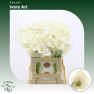 Calla Ivory Art
